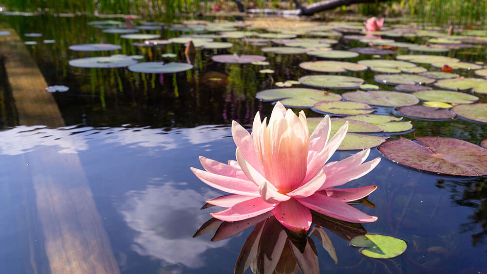 Schaugarten – blühende Beete