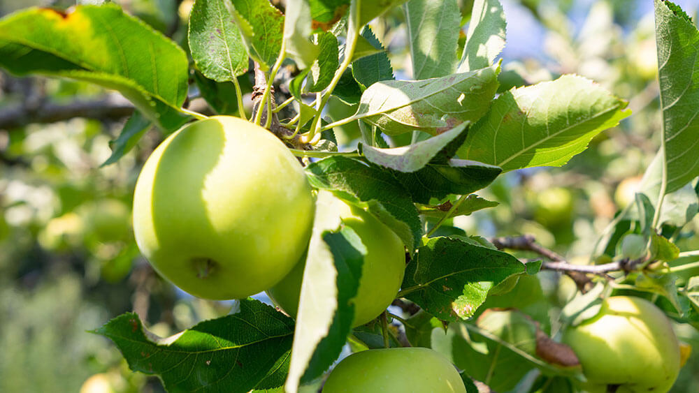 Abendstimmung am Teich